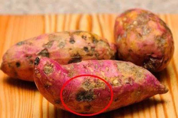 "Điểm lạ" trên khoai lang báo hiệu khoai nhiễm độc cần bỏ ngay, cố ăn sẽ sinh bệnh