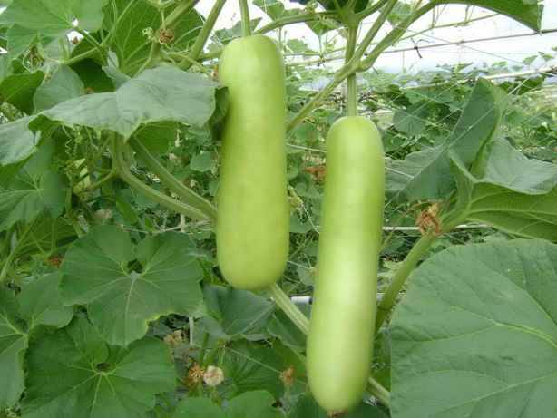 Tác dụng chữa bệnh của quả bầu bạn phải nhớ