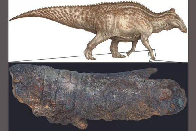 Xác ướp "quái vật" gây sốc ở Mỹ: 67 triệu tuổi mà như mới chết