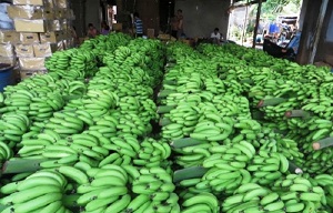 Nhiều quy định giúp minh bạch hóa mặt hàng quả chuối xuất sang Trung Quốc