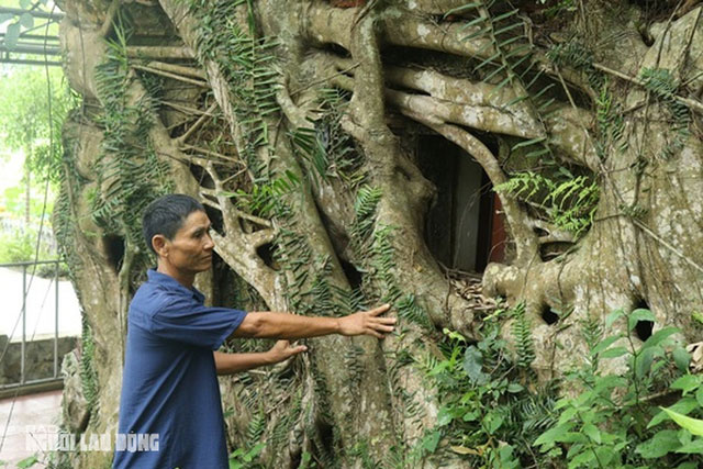 Cây sanh có bộ rễ khổng lồ "ôm" trọn ngôi miếu cổ