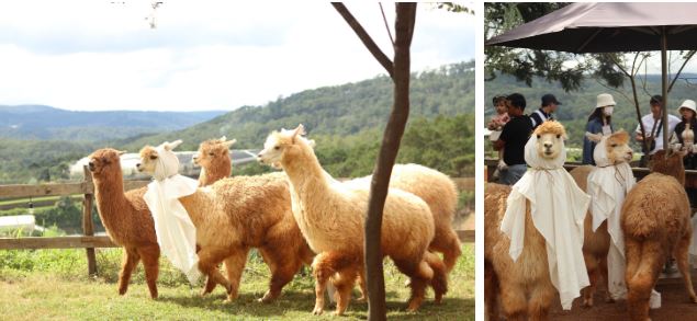 Xuất hiện đàn lạc đà “lạ” ở nông trại Đà Lạt khiến dân tình xôn xao tìm gặp vì quá đáng yêu