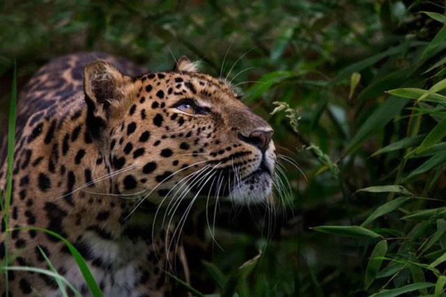 Tới đây, những loài vật nào sẽ bị tuyệt chủng?