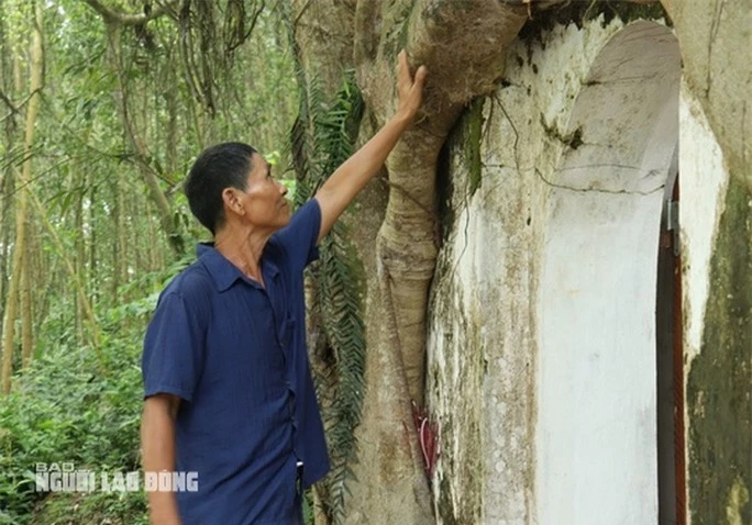 Cây sanh có bộ rễ khổng lồ ôm trọn ngôi miếu thiêng - Ảnh 3.