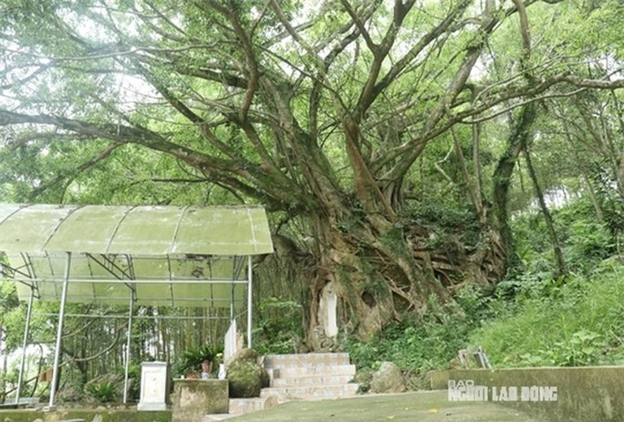 Cây sanh có bộ rễ khổng lồ ôm trọn ngôi miếu thiêng - Ảnh 5.