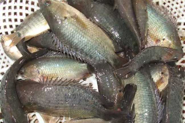 5 loại cá bổ ngang "nhân sâm", bảo vệ não và tim tốt hơn gấp 10 lần thịt, nên ăn hằng ngày