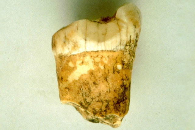 Chúng ta mang dòng máu lai của loài từng ăn thịt cả ma mút?