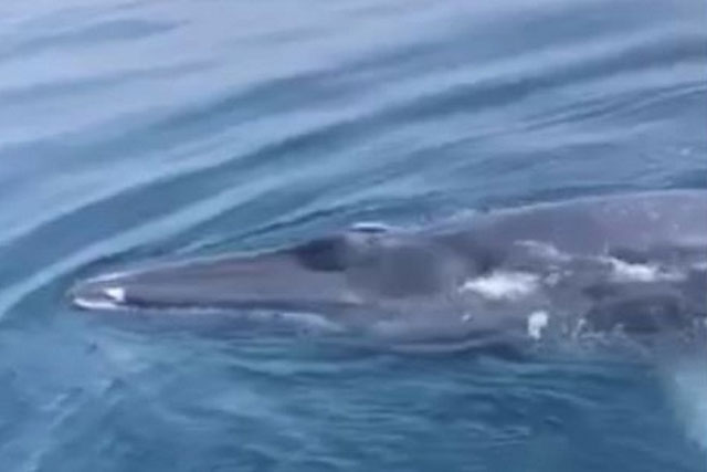 CLIP: Cá voi xanh xuất hiện ở vùng biển Thanh Hóa