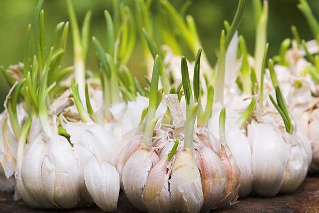 Những thực phẩm mọc mầm tốt cho sức khỏe, nhất là loại thứ 2