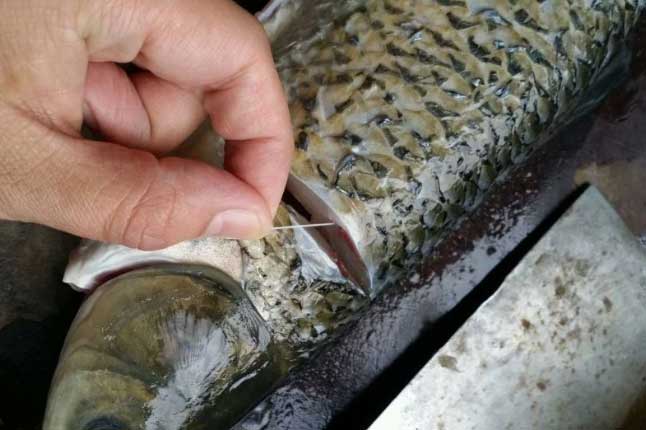 Làm cá nhớ rút sợi gân này, không cần ngâm giấm hay rượu cũng hết sạch mùi tanh