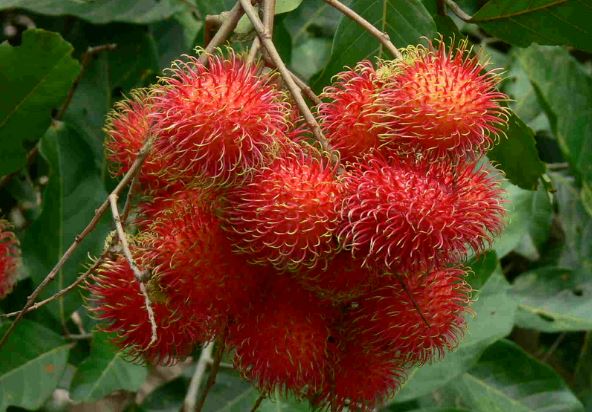 Tác dụng tuyệt vời của quả chôm chôm có thể bạn chưa biết