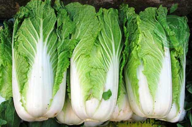 5 nhóm người không nên ăn cải thảo, tránh rước thêm bệnh vào thân