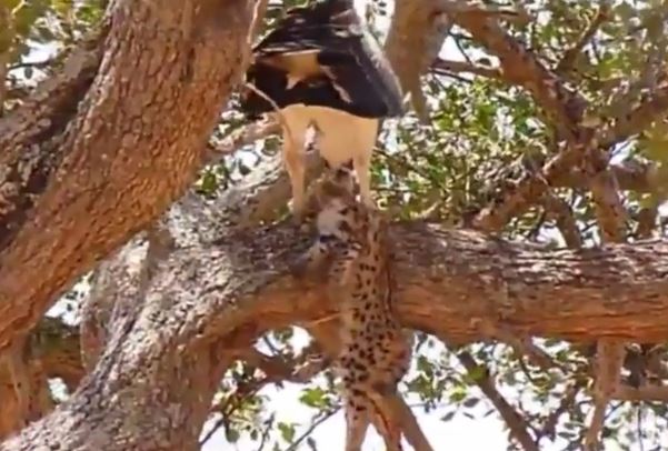 Clip: Đại bàng bỏ mạng vì cả gan bắt báo săn con