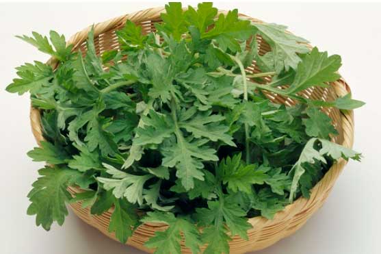 Lợi ích bất ngờ của ngải cứu: Không chỉ chữa bệnh mà còn là "thần dược" trị mụn, trắng da