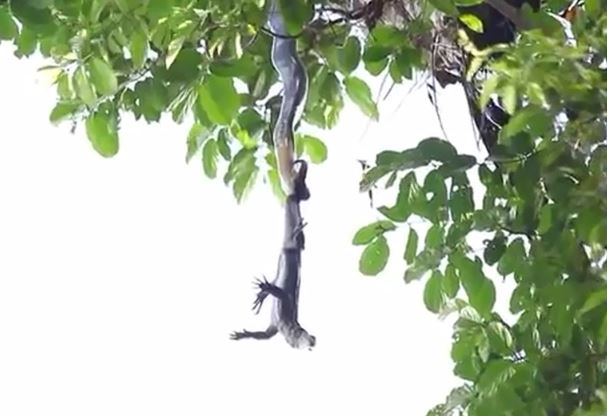 Clip: Rắn hổ mang chúa đu mình trên cây tấn công kỳ đà