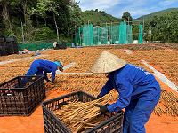 Giảm giá trị cây quế hồi do thiếu tổ chức điều phối sản xuất, thương mại