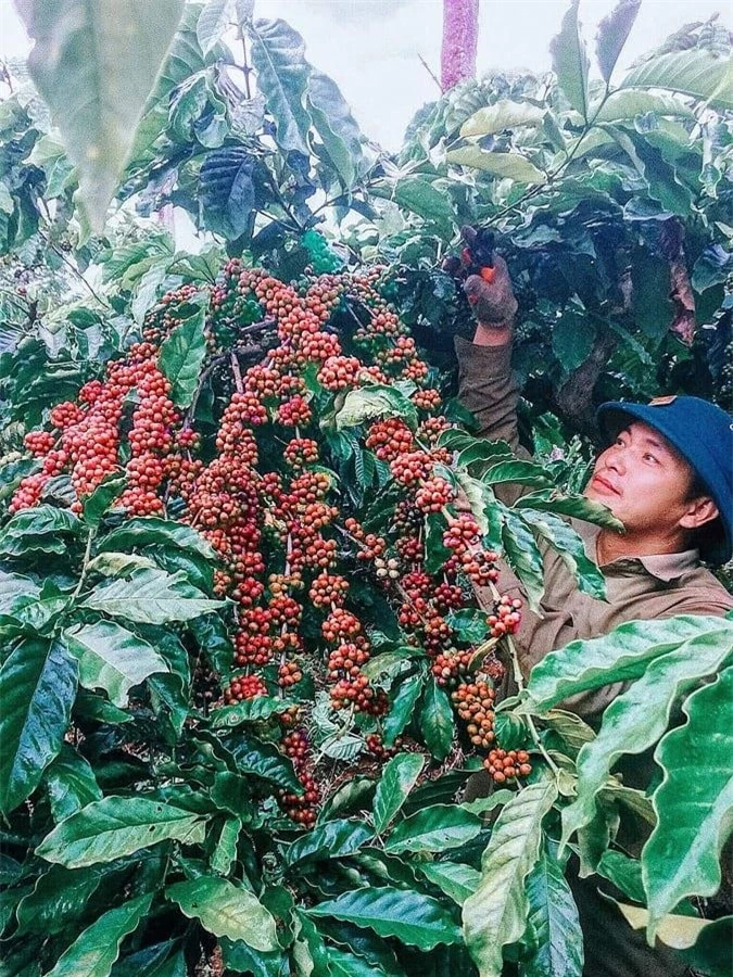 Giá nông sản ngày 5/11/2022: Cà phê tăng trở lại, tiêu đạt 59.000 đồng/kg