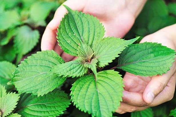 Lá tía tô "rẻ bèo" lại có công dụng trị mụn, trị nám, chị em nhất định phải biết