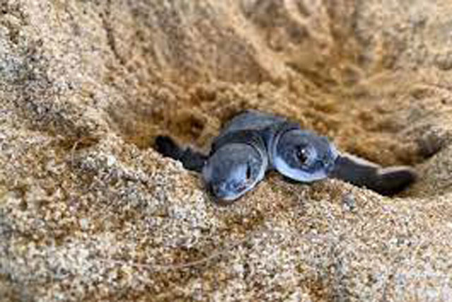 Bất ngờ phát hiện chú rùa 2 đầu kỳ lạ