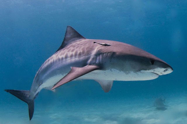 Gắn camera vào cá mập hổ, các nhà khoa học khám phá ra "khu rừng" khổng lồ dưới đáy biển