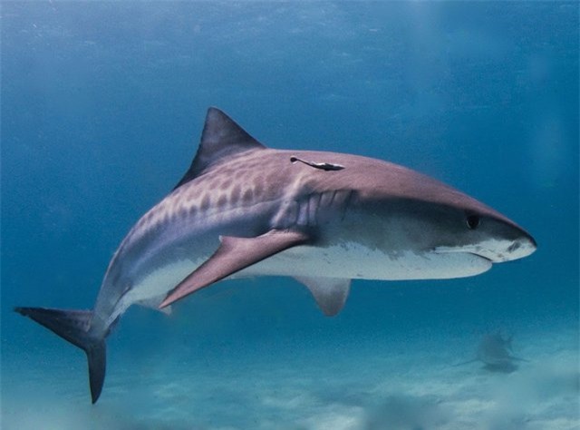 Gắn camera vào cá mập hổ, các nhà khoa học khám phá ra &quot;khu rừng&quot; khổng lồ dưới đáy biển - Ảnh 1.
