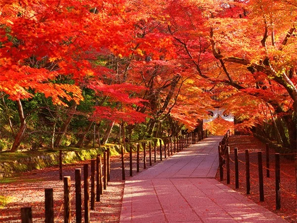 Không cần tới Hàn Quốc hay Nhật Bản, ở Việt Nam có một nơi cũng có thể ngắm rừng lá phong cực mãn nhãn - Ảnh 2.