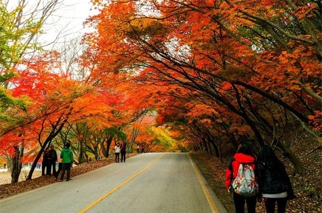Không cần tới Hàn Quốc hay Nhật Bản, ở Việt Nam có một nơi cũng có thể ngắm rừng lá phong cực mãn nhãn - Ảnh 4.