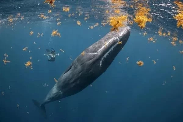 Vẻ đẹp tuyệt mỹ của đại dương ảnh 10