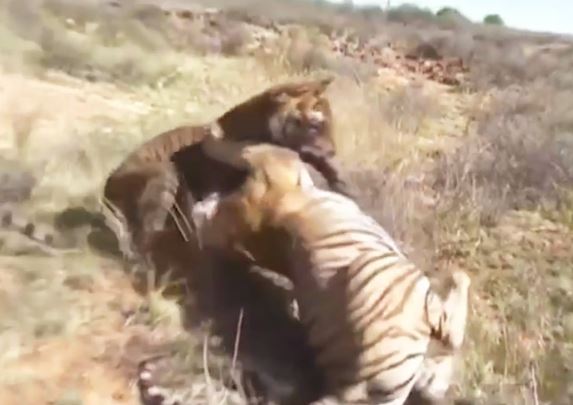Clip: Cuộc chiến sinh tử giữa 2 con hổ