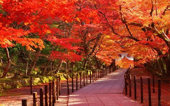 Ở Việt Nam có một nơi có thể ngắm rừng lá phong cực mãn nhãn