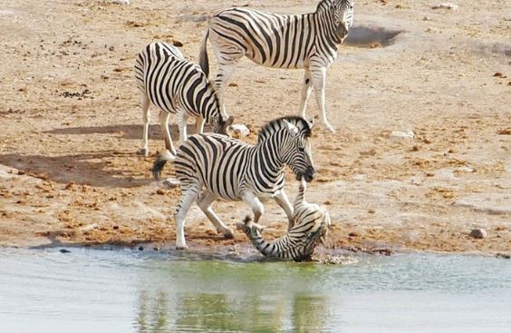 Clip: Ngựa vằn đực nổi điên đòi giết ngựa con
