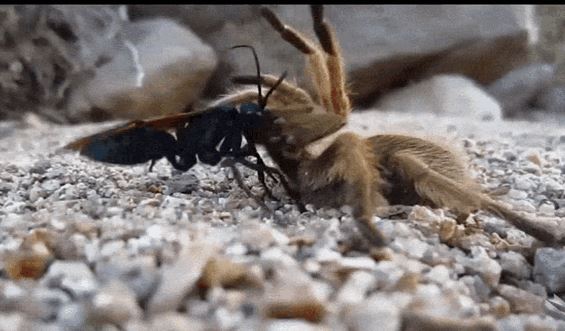 10 loài nhỏ bé sở hữu khả năng săn mồi khiến hổ báo cũng phải nể đôi phần