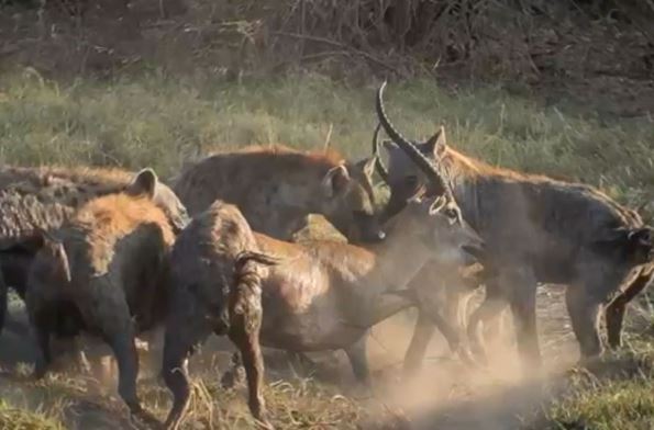 Clip: Quá ham chiến, linh dương bị linh cẩu xé xác