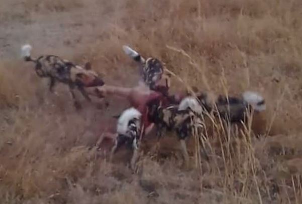 Clip: Báo hoa mai cướp mồi của chó hoang trong nháy mắt