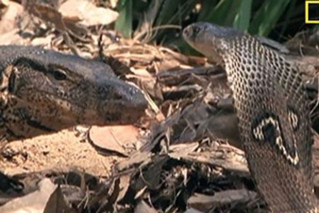 Clip: Rắn hổ mang đối đầu với kỳ đà