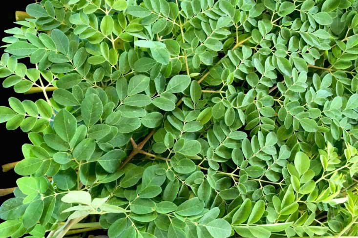 Thực hư "lời đồn" rau chùm ngây tiêu diệt 93% tế bào ung thư phổi trong 48h