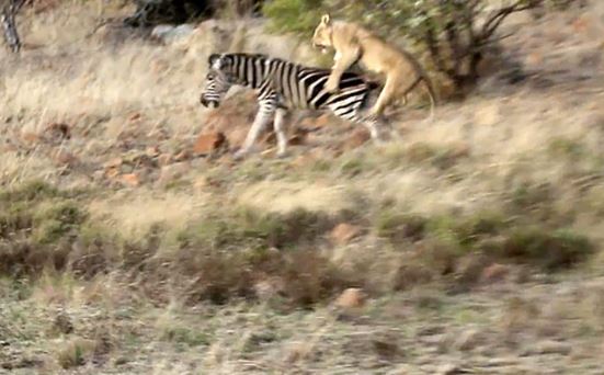 Clip: Mất cảnh giác, ngựa vằn bị sư tử đoạt mạng trong chớp mắt