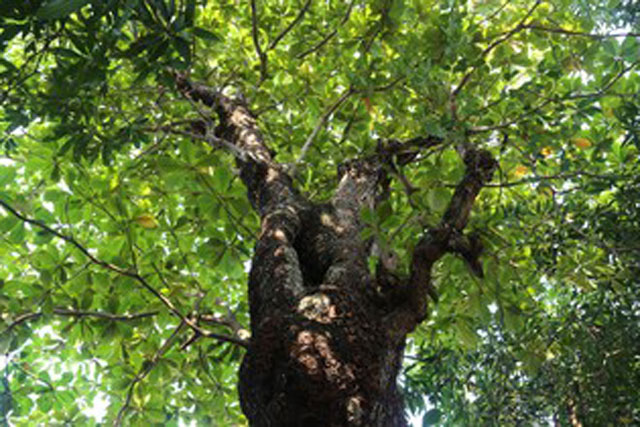 Kỳ lạ, bàng cổ thụ vài trăm tuổi rỗng ruột vẫn xanh tươi