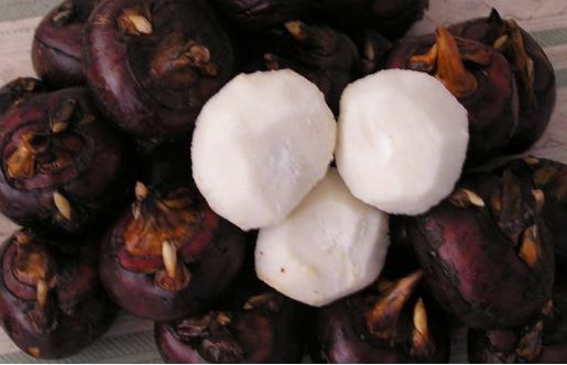 Tác dụng chữa bệnh cực hiệu quả của củ mã thầy