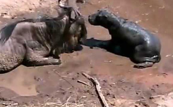 Clip: Hà mã con lầm tưởng linh dương đầu bò là mẹ