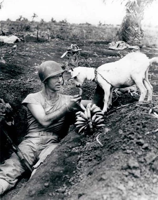 Môt binh sĩ đang cho con dê ăn chuối