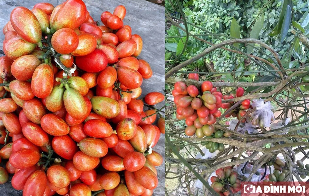 Quả máu mọc thành chùm, bám lên các cây to.