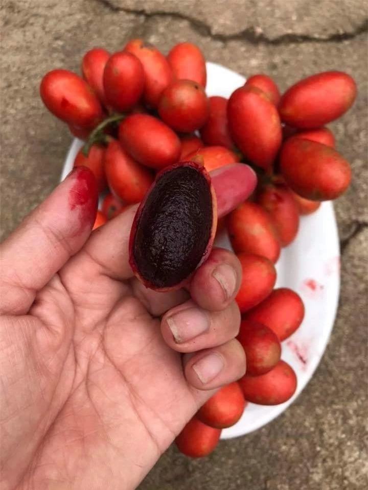 Quả máu có cách ăn rất đặc biệt - Ảnh: Giangnhu Nguyen/Facebook.