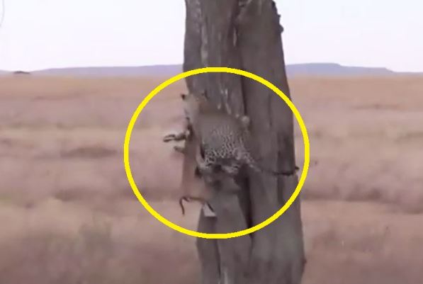 Clip: Những tình huống báo hoa mai tha xác con mồi lên cây