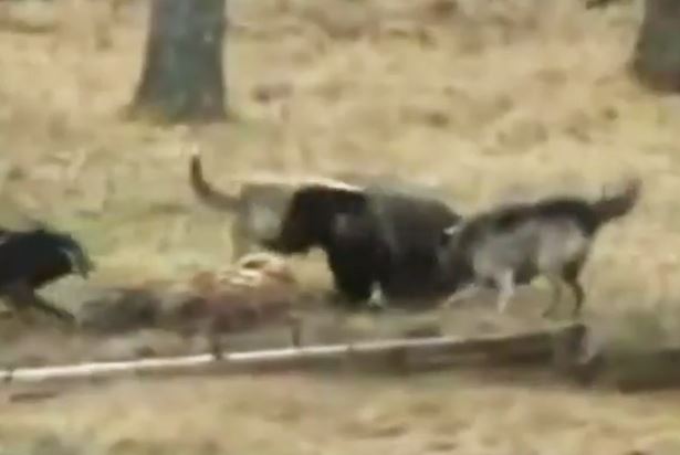 Clip: Bị đàn sói xám tấn công, gấu xám vội vàng bỏ chạy