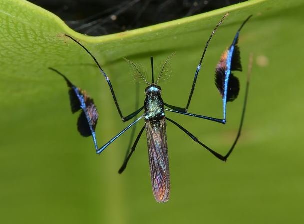 Những điều thú vị về 'loài khát máu' xinh đẹp nhất thế giới