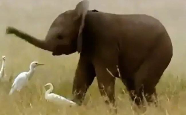 Cười ngất với màn múa vòi của voi con