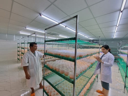 Phó Giám đốc bỏ việc về quê làm nấm Đông trùng hạ thảo  