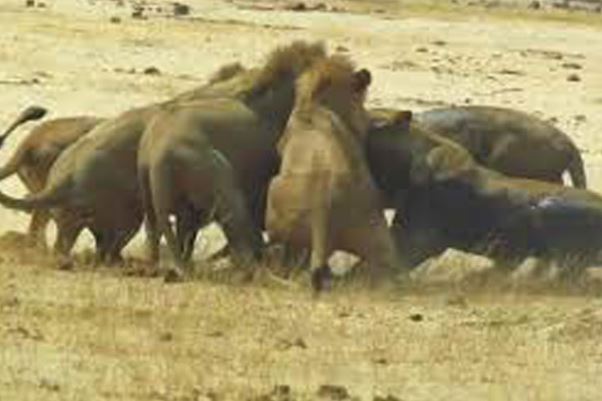Clip: Linh dương tan xương nát thịt trước sư tử