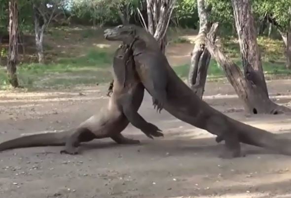 Clip: Màn đại chiến khốc liệt của rồng Komodo